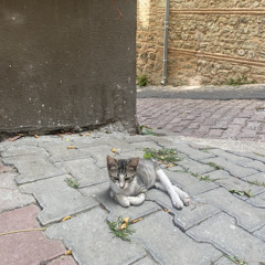 ayşe beril türkyılmaz