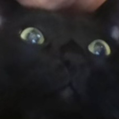 GordonSaysMeow