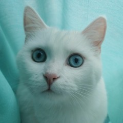 Sofia Marina Franchini