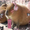 deranged_squirrel