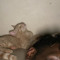 FijiWitDaWristt