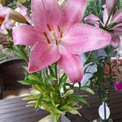 Norahs Flowers