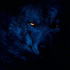Deft Wolf