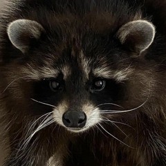 Robber Raccoon