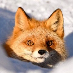 Kitsovahki