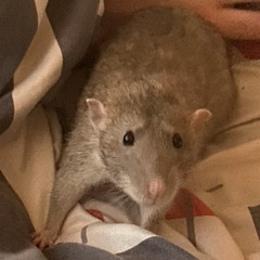 Ahh