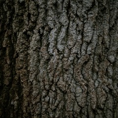 TreeTrunk
