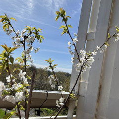 Steven van der Marel