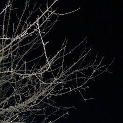 oxynia