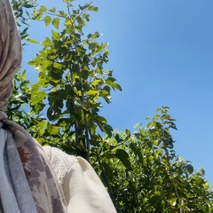 وهاد جمال