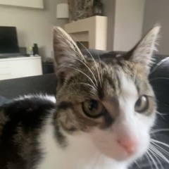 tim