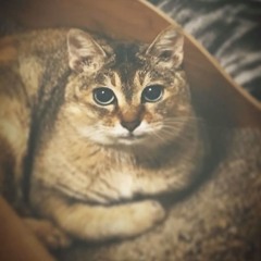sheluvspah