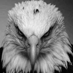 gustsentinell__