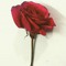 Rubab mughal