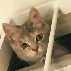 Psalm 150-Trotta-Tenori