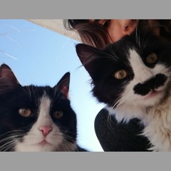 MissNekkoEyes