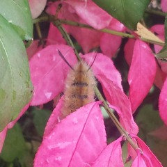 Coral Thomas-Prokasky