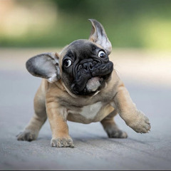 Doggle