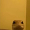 frog👍