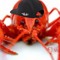 L.I.L Langusta