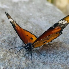 Nermen Bekhet