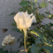 Hadeer