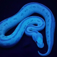 nometern4l