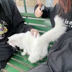 cjstnxvlxss
