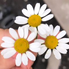 الماسة الزرقاء