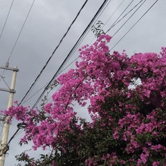 Hikary 98
