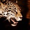 🐆