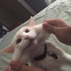 汪汪隊長
