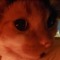 Mr.Cat