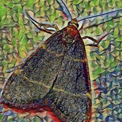Moff