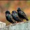SOS (Sound Of Starlings)