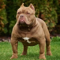 BENJAMIN AVILA VARGAS