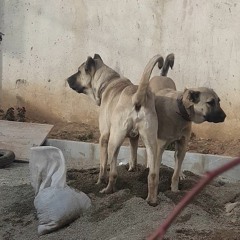 sajjad