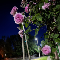Роща