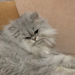 Sir