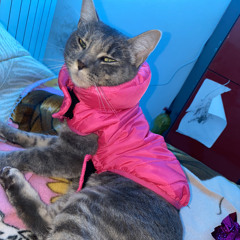 seducirlashesquyrtonedy06