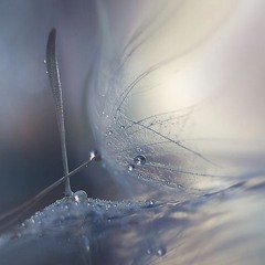 -Irise-