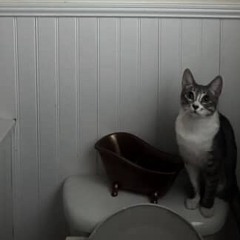 awesomecat2011