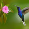 Songbird