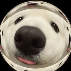 Chiljilgi🐶