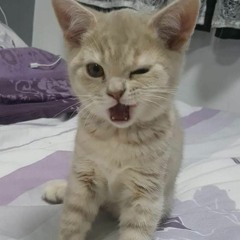 peajayy