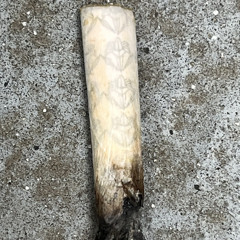 、