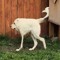 pharaoh hound