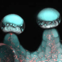 CELLS