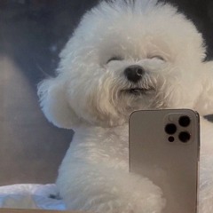댕댕
