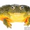 ChadTheAfricanBullfrog